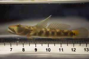 비늘 패턴을 보여주는 밀어