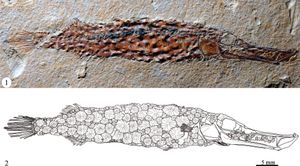 Eekaulostomus, 초기 화석 실고기목