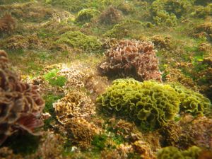 해초가 호주 동해안의 바위 해저를 덮고 있다.