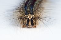 특징적인 세로로 긴 검은 반점