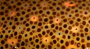 색소포의 예시.