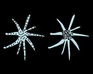 어류와 개구리의 멜라닌 세포는 색소 함유체를 분산시키거나 응집시켜 색상을 변경할 수 있는 세포이다.