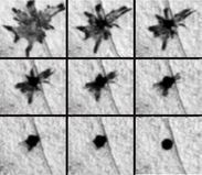 색소 응집 동안 타임랩스 사진 촬영으로 촬영된 단일 제브라피쉬 멜라닌 세포