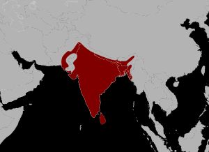 인도비단뱀 분포