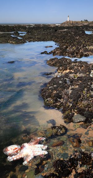 피전 포인트 등대와 타이드 풀