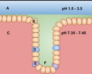 위샘은 상피 세포(B), 주세포(D), 벽세포(E)로 구성된다. 주세포와 벽세포는 위산의 강한 pH로부터 위(C)의 내벽을 보호하기 위해 점액(F)을 생성하고 분비한다. 점액은 염기성이며 위산(A)은 산성이다.