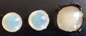 양의 눈 수정체 전면 고정 뷰. 작은 수정체의 직경은 약 1cm이다. 가장자리 작은 융기는 지지 인대의 잔재이다