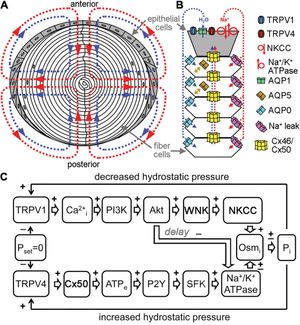 Channels regulate lens transport.