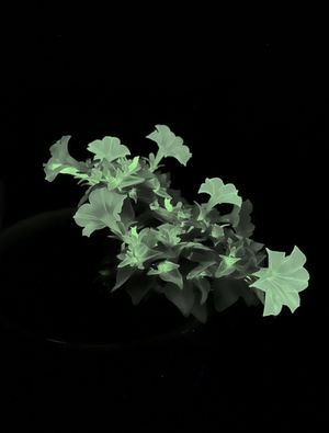 루시페라제를 생산하도록 유전자 조작된 "Firefly" 페튜니아.