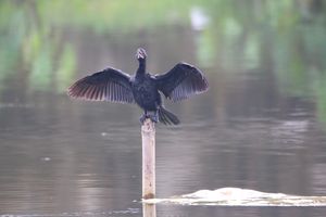 날개를 펼친 쇠가마우지