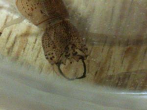 종령 유충의 머리 확대