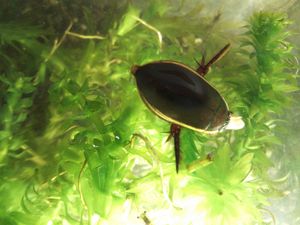 사육 중인 물방개. 크릴을 먹고 있다.