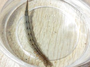 사육 중인 물방개 종령 유충