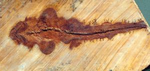 쥐라기 속 Phorcynis의 전체 화석