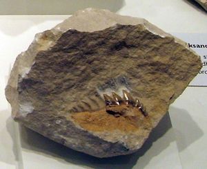 지질 박물관의 Notidanodon sp. 화석