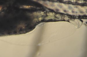 제브라피쉬에서 골반 지느러미는 수정 후 약 21일경에 나타난다