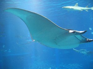 대왕쥐가오리. 이전에는 가시꼬리상어로 알려짐.