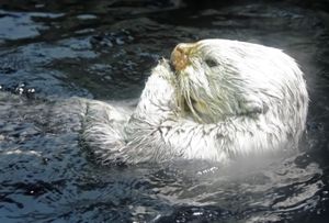 해달: 한때 번식에 성공했던 동물