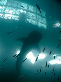 고래상어 실루엣