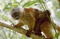 노지베섬 로코베 보호구역에서 암컷 검은 여우원숭이와 새끼, 2001년 11월