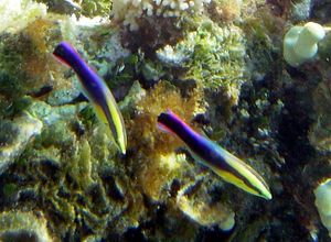 하와이청소놀래기 (Labroides phthirophagus)