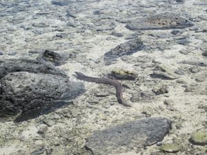 왈리스섬 (남태평양)의 석호에 있는 거대한 무태장어
