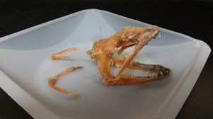 Gymnothorax miliaris (금색꼬리곰치)의 두개골과 인두악