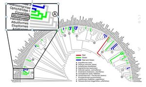 계통수 상에 표시된 곰치과