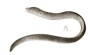 우로프테리지아아과 대표 종