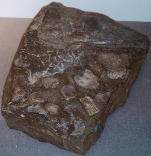 모식 표본 두개골, 코펜하겐 동물학 박물관