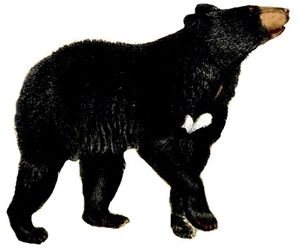 아메리카흑곰