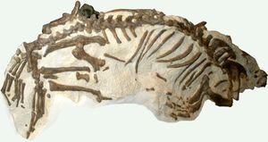 에날리아르크토스