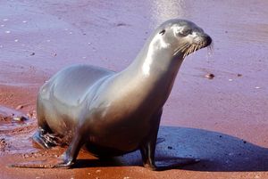 라비다 섬에서 땅에 서 있는 모습