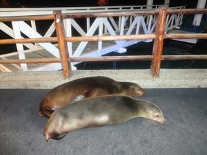 갈라파고스바다사자(Zalophus wollebaeki), 푸에르토 아요라