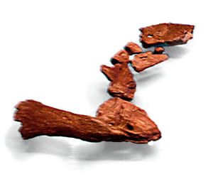 어깨에서 지느러미까지의 앞다리