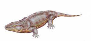 육상 세이모우리(Seymouria)