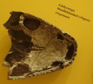 두개골의 아랫면