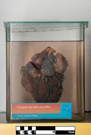 바다사자 심장.