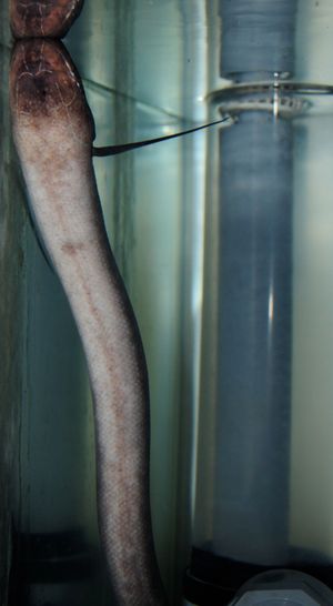 Protopterus dolloi 호흡을 위해 수면으로 얼굴을 내민 모습