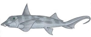 Callorhinchus callorynchus