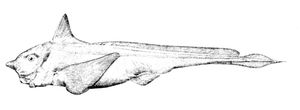Hydrolagus affinis