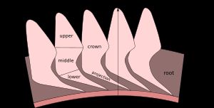 나선 내 치아 도해