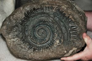 IMNH 30900, 아이다호주 빙엄군 게이 광산에서 발견된 Helicoprion ergassaminon의 이빨 고리.