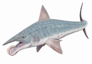 현재는 부정된 Helicoprion bessonovi의 복원도.
