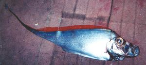 홍투라치, Zu cristatus (투라치과)