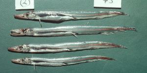 이빨꼬치고기과의 Lestrolepis japonica