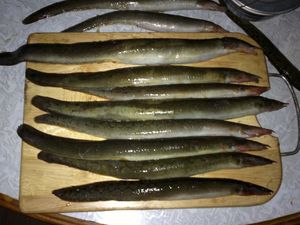 타이어 트랙 갯장어 (Tyre track eel) - 2012년 인도 미조람주 틀랑강에서 잡힌 모습