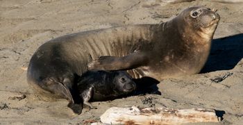 어미와 새끼, 피에드라스 블랑카스