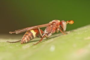 거미 백합 잎에 있는 쌍살벌 - 정원사들에게 유익한 것으로 간주된다.
