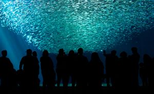 관람객들이 [[태평양 정어리]] 떼가 있는 수족관의 매우 큰 창을 통해 보고 있습니다.
